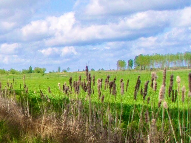 510ポブラシオン・デ・カンポス、サンティアゴ巡礼、ガマの穂わた