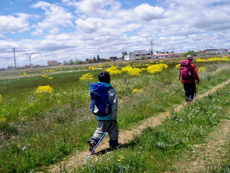 515カミーノ　マンリー　草原道　12 サンティアゴ巡礼　