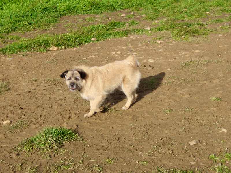 514エル・ブルゴ・ラネル カミーノ 田舎道 親父犬