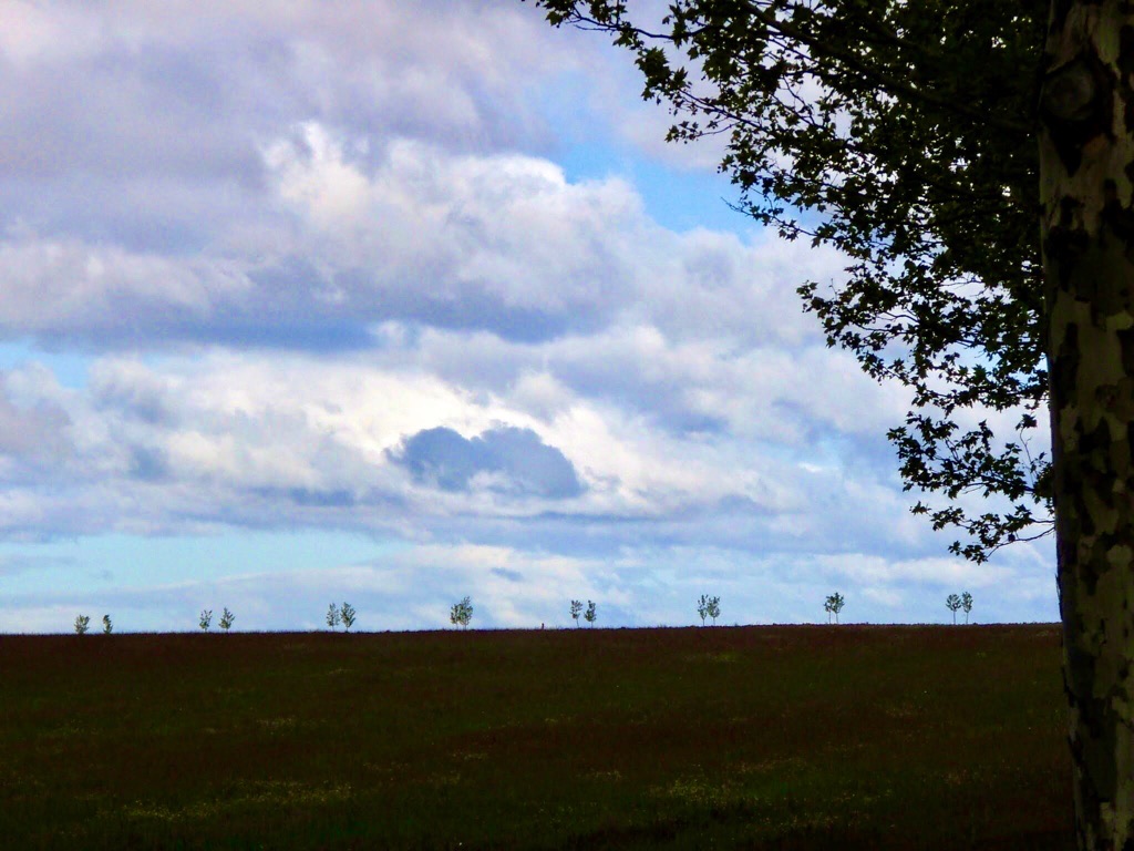 515カミーノ　マンリー　街路樹　サンティアゴ巡礼　