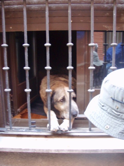516 カミーノ サンティアゴ巡礼 レオン 病気の犬