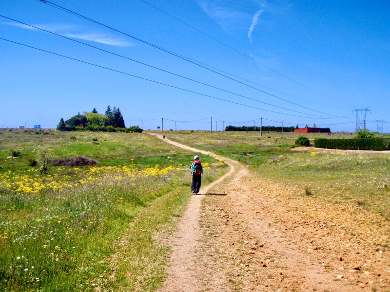 518カミーノ　leon レオン　野原道　1.