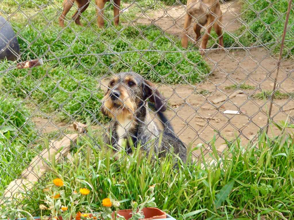 515カミーノ　マンリー　犬　金網　サンティアゴ巡礼　