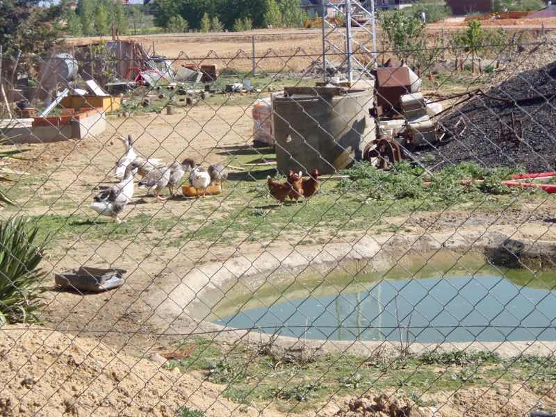 516 カミーノ サンティアゴ巡礼 レオン 鳥金網