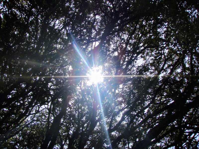 518カミーノ　マザリフェ　葉の間　日の光