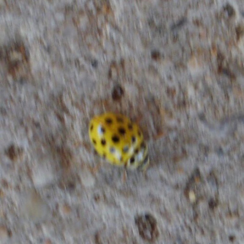 518カミーノ マザリフェ 田舎道 黄色てんとう虫