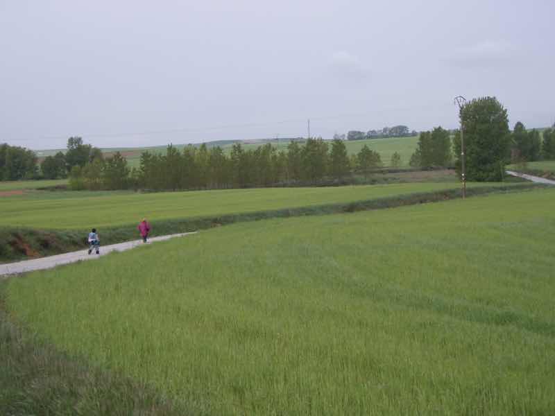 513 サアグーン 雨中、麦畑　向こう1.2 サンティアゴ巡礼　