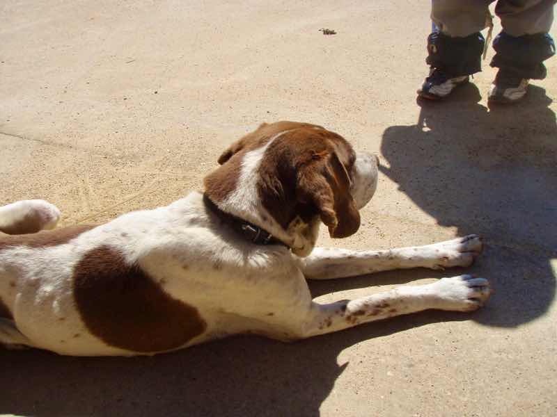 515カミーノ マンリー 白茶犬 サンティアゴ巡礼