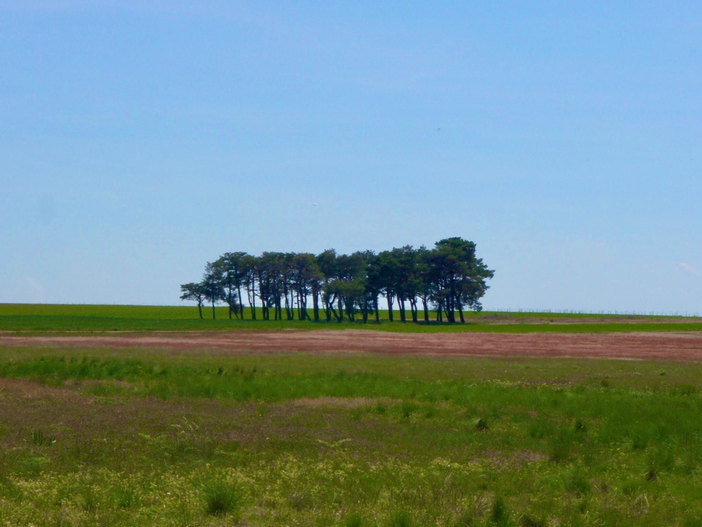 518カミーノ　マザリフェ　右手　木の群れ