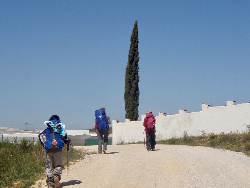 516 カミーノ サンティアゴ巡礼 レオン 田舎道 べいさん12 木が一本 背後 坂道