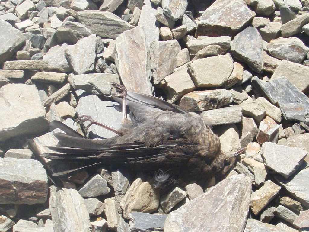 522カミーノ マンヘリン 山道 鳥亡骸