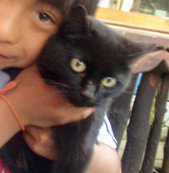 522 カミーノ マンヘリン 黒ネコ サンティアゴ巡礼