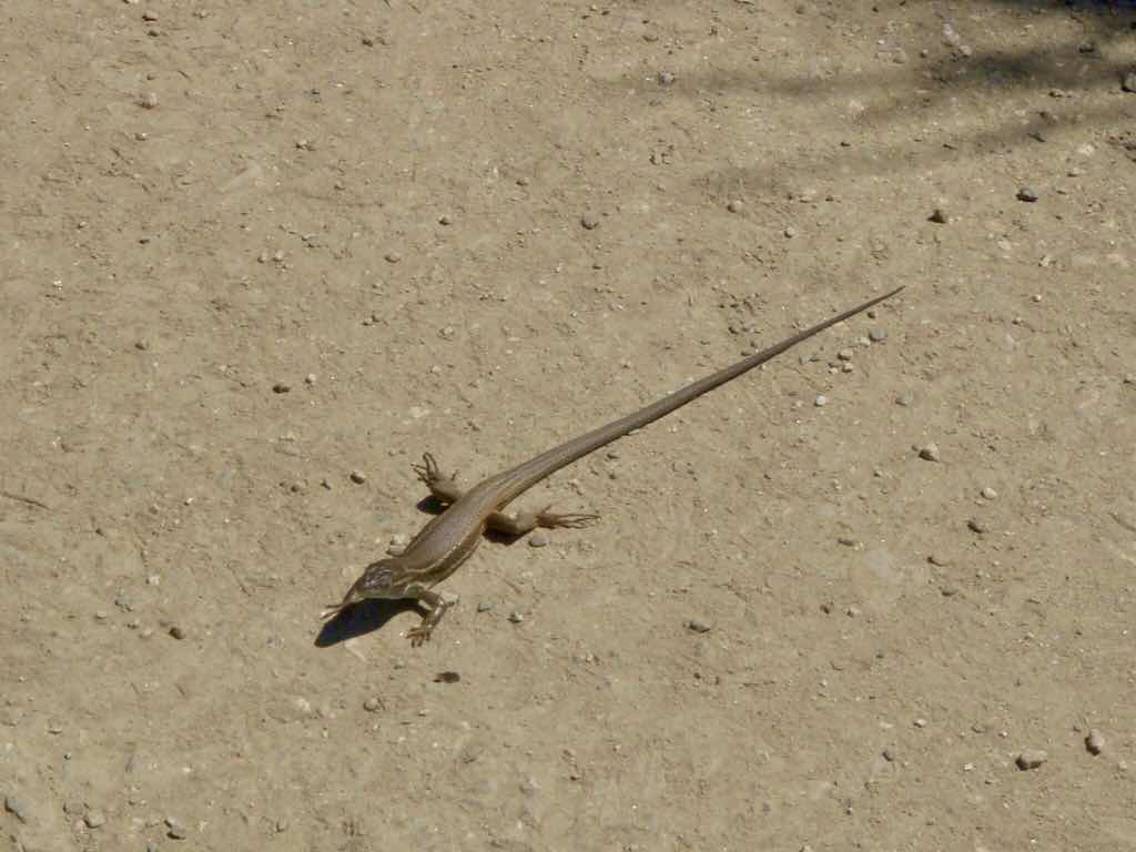 523ポンフェラーダPonferrada　カミーノ　トッケ