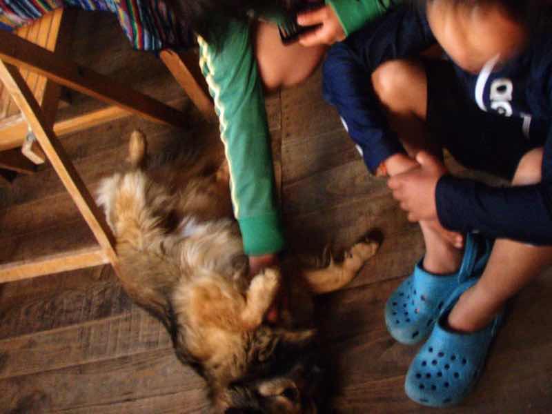 522カミーノ マンハリン小屋 犬 サンティアゴ巡礼
