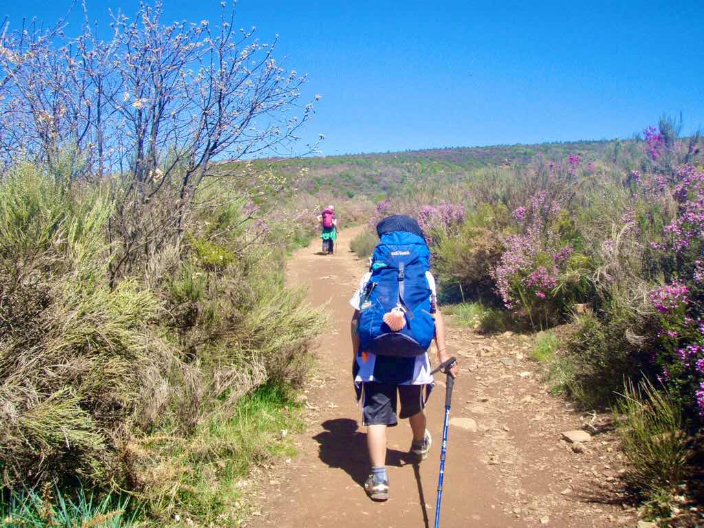 522カミーノ マンヘリン 12山道 紫のはな