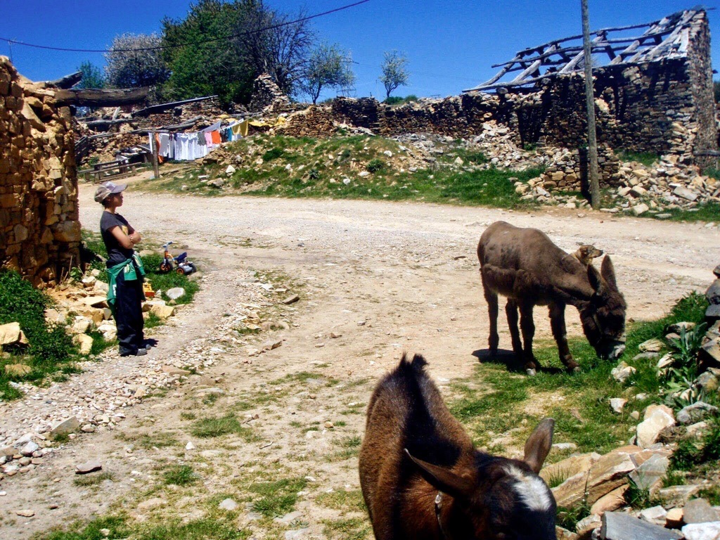 522カミーノ マンヘリン 山道 犬1ろば サンティアゴ巡礼