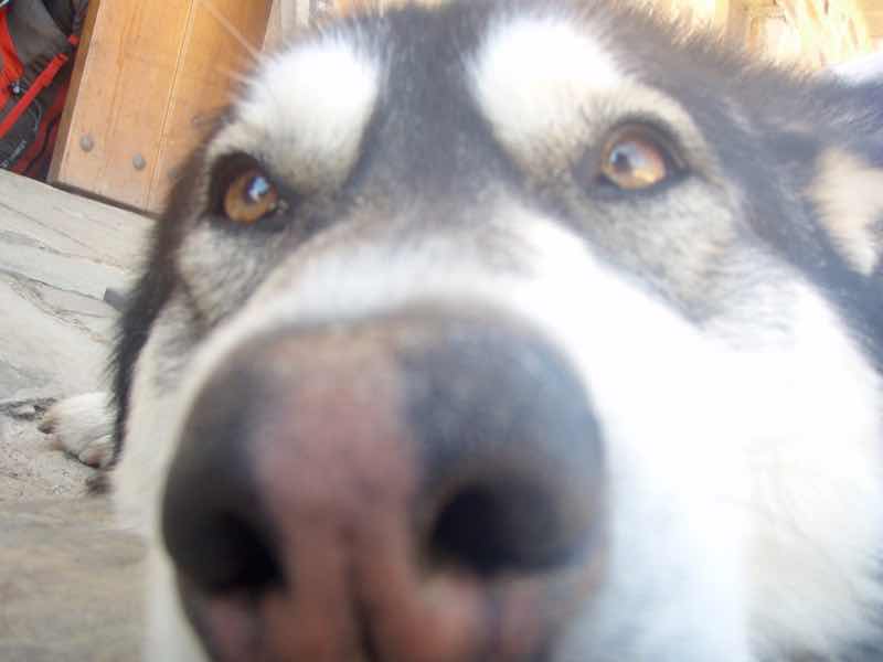 522カミーノ マンヘリン 山道 犬2