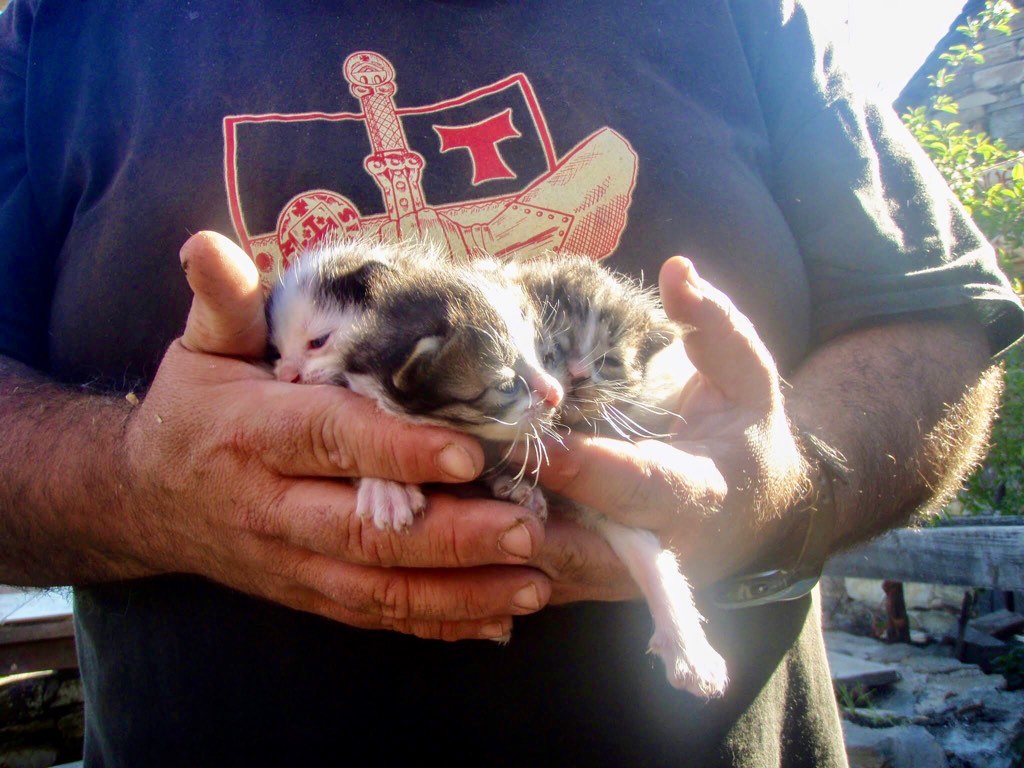 523マンハリン　カミーノ　子猫　ハグリット　猫３匹