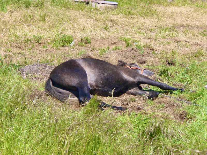 520 カミーノ アストルガ 田舎道 ポニー倒れた