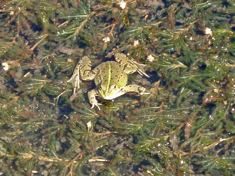 519 カミーノ オルビゴ カエル