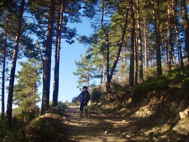 523ポンフェラーダPonferrada　カミーノ　林山道2正面