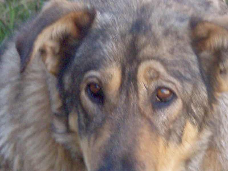 522カミーノ マンヘリン 山道 犬1