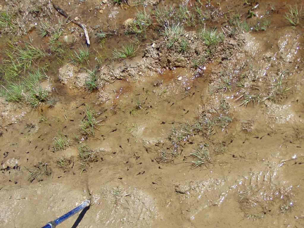 522カミーノ マンヘリン おたまじゃくし