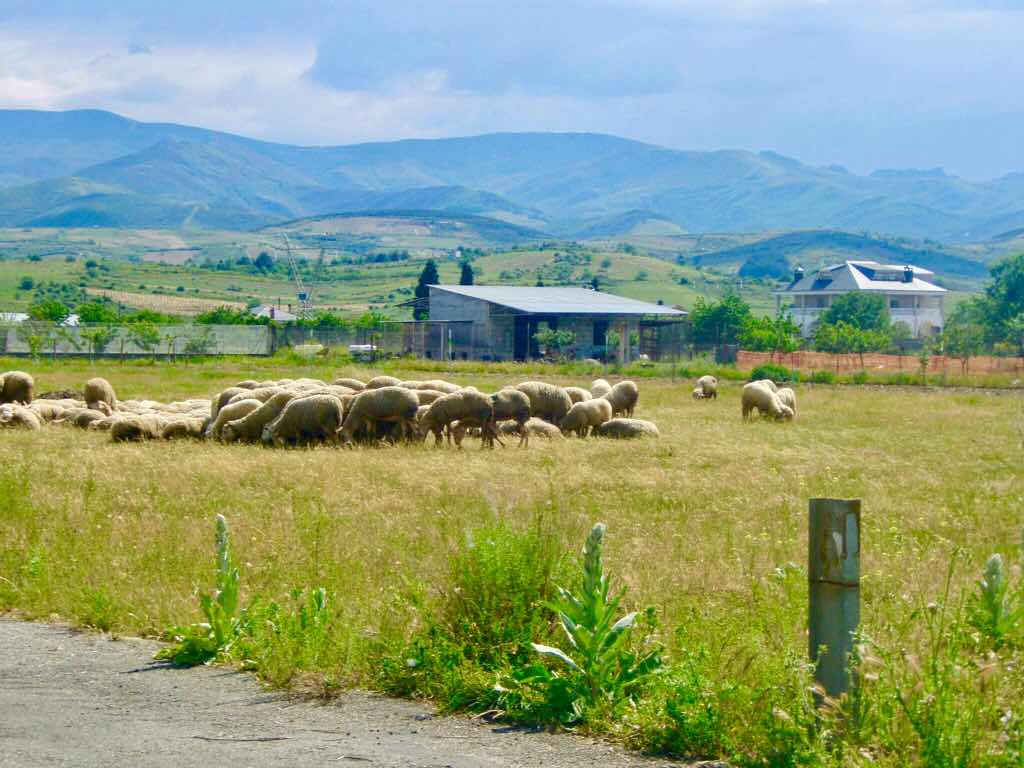 523ポンフェラーダPonferrada　カミーノ　羊