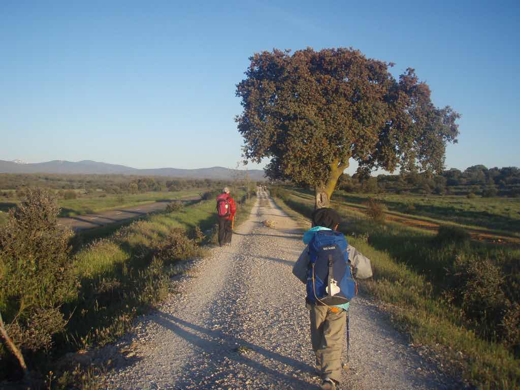 522カミーノ スモサ アルベルゲ 出発12 右 木 サンティアゴ巡礼