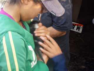 523マンハリン　カミーノ　子猫1　胸