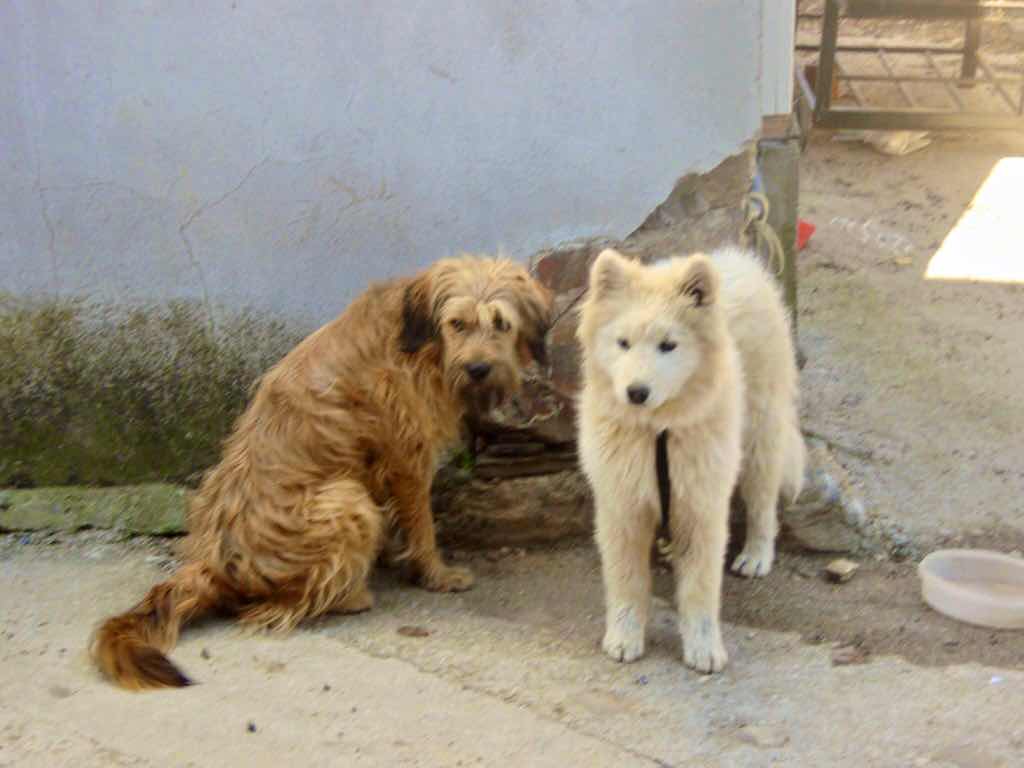 523ポンフェラーダPonferrada カミーノ 町犬2匹