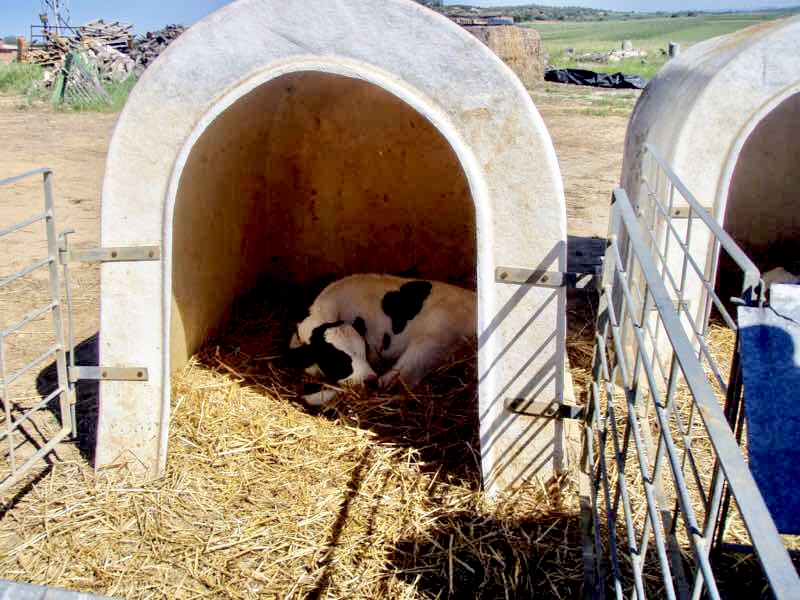 520 カミーノ オルビゴ 田舎道 12クリス 子牛