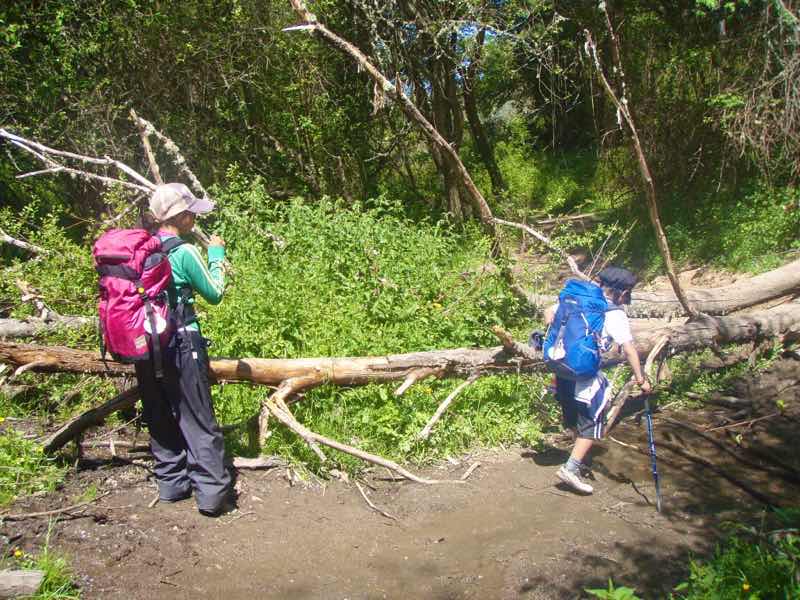 523ポンフェラーダPonferrada　カミーノ　倒木12