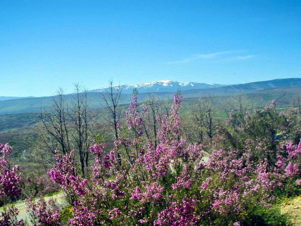 522カミーノ マンヘリン 景色 山と紫の花