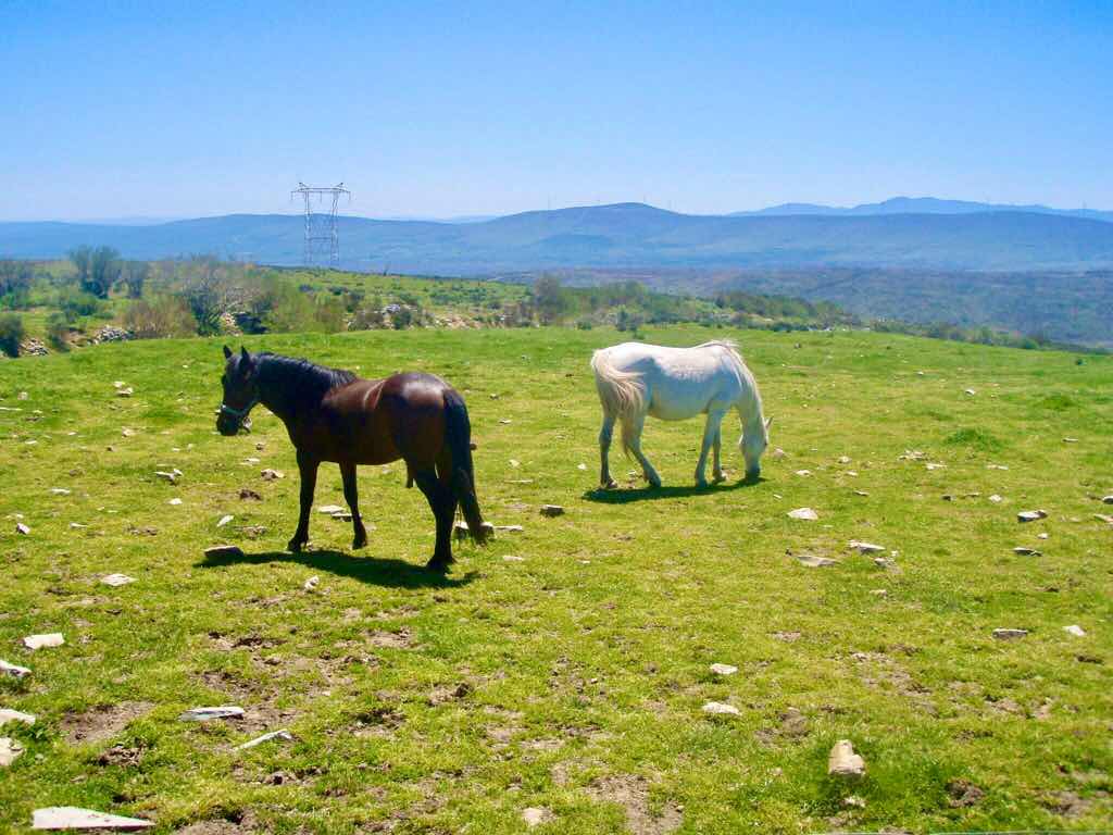 522カミーノ マンヘリン 白馬黒馬 サンティアゴ巡礼