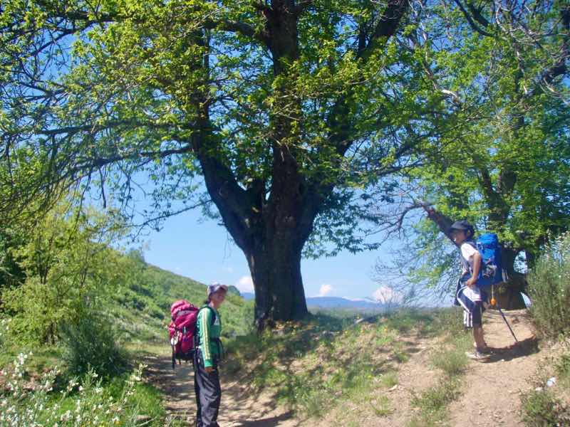 523ポンフェラーダPonferrada　カミーノ　木左右12