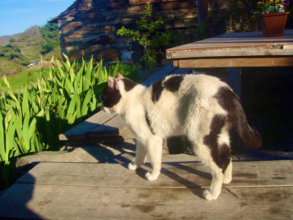 523マンハリン　カミーノ　牛ネコ