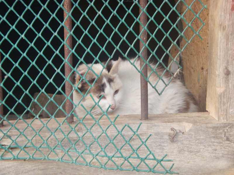 522カミーノ スモサ アルベルゲ 猫 サンティアゴ巡礼