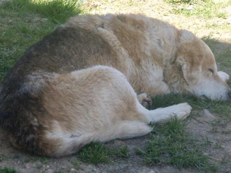 522カミーノ マンヘリン 山道 犬3