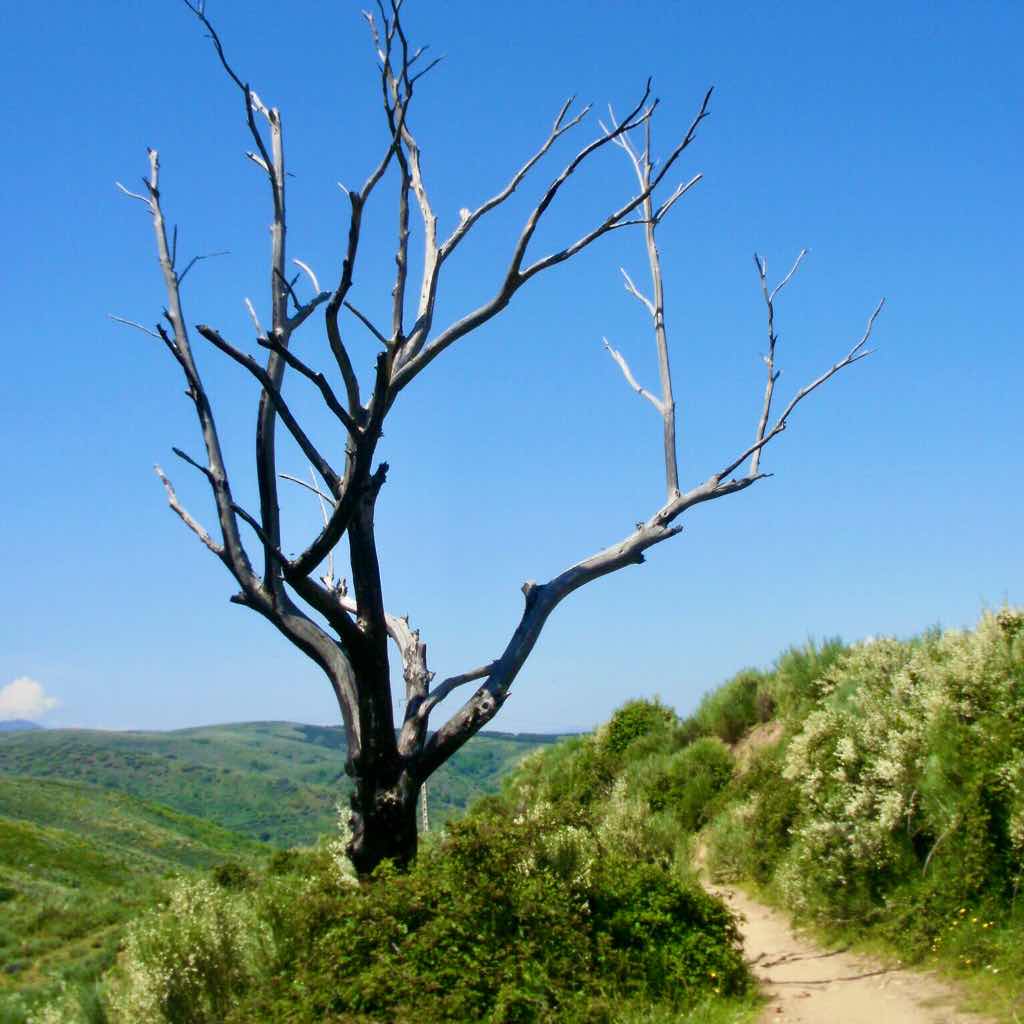 523ポンフェラーダPonferrada　カミーノ　枯れ木