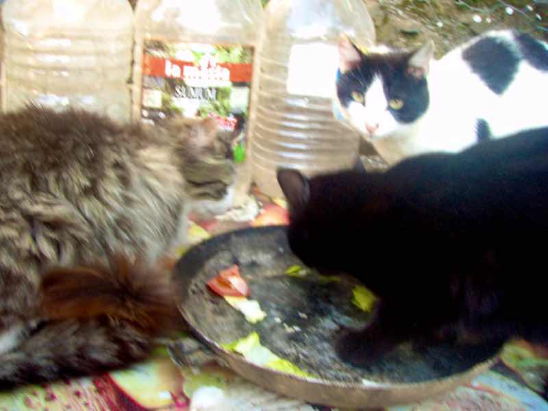 522 カミーノ マンヘリン ネコ サンティアゴ巡礼