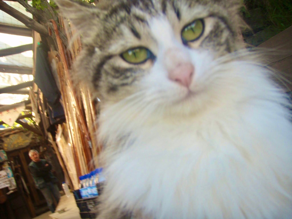 523マンハリン　カミーノ　母親猫