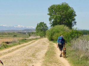 519 カミーノ　オルビゴ　線路沿い　犬と巡礼者