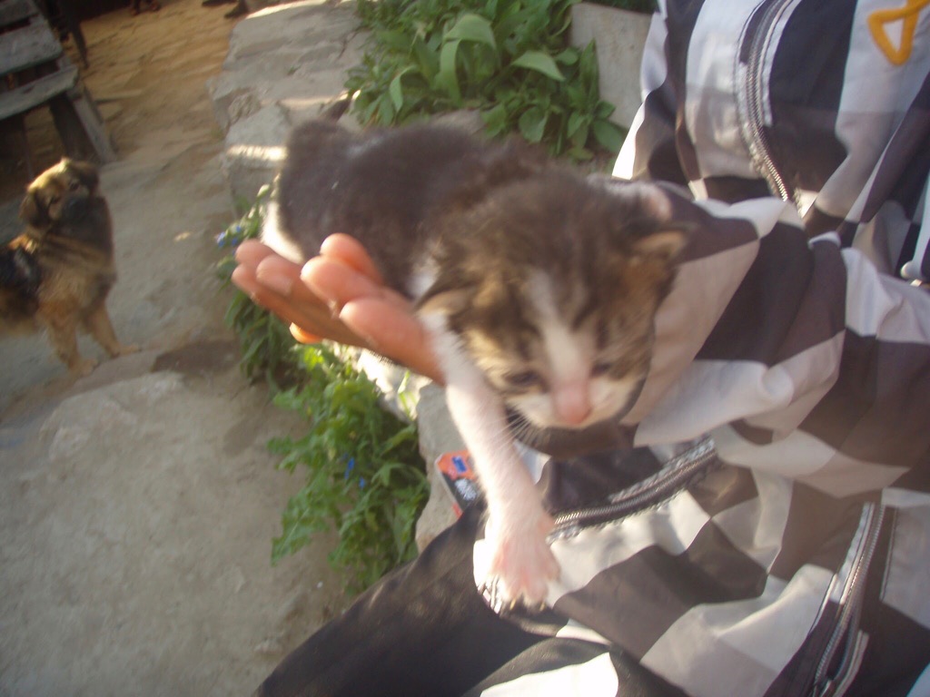 523マンハリン　カミーノ　子猫　２の手