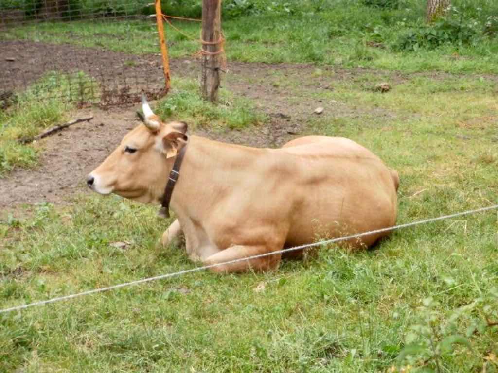 526 カミーノ ルイテラン 牛一頭