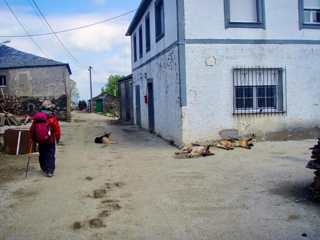 528 カミーノ　トリカステーリャ　ブチ犬3匹　1