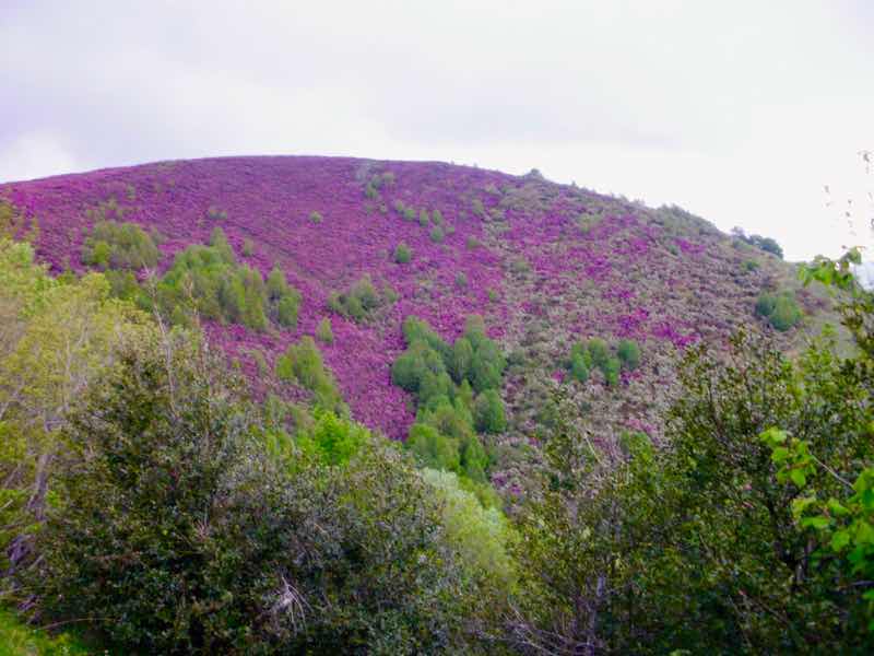 527 カミーノ　オスピタルデコンデサ　山のピンク花