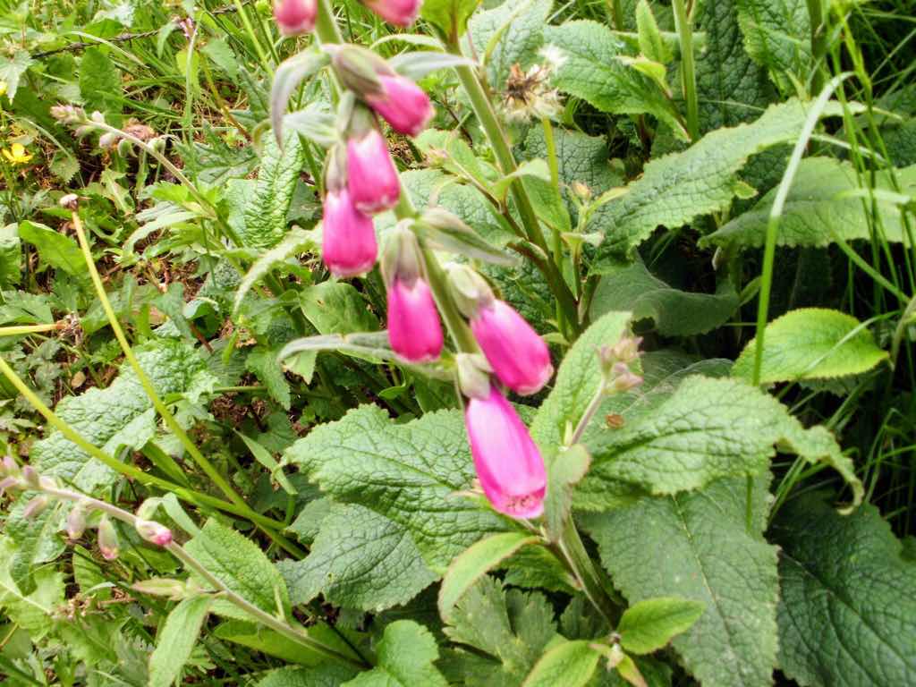 528 カミーノ　デジタリン　毒花