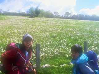 528 カミーノ　トリカステーリャ　12 お花畑