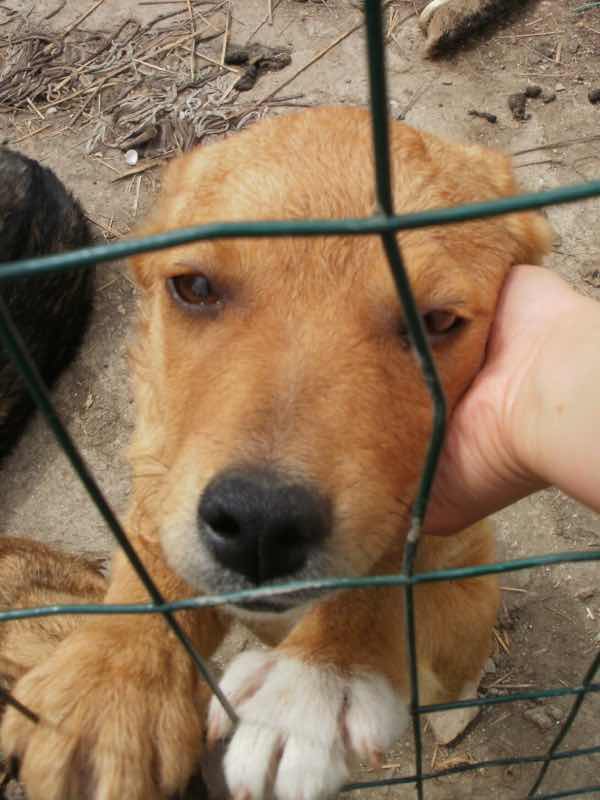530 スペイン巡礼 サモス 田舎道 犬うっとり